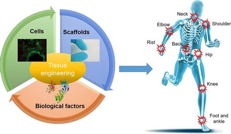 Hydroxyapatite for Bone Tissue Engineering: A Revolution in Regenerative Medicine?